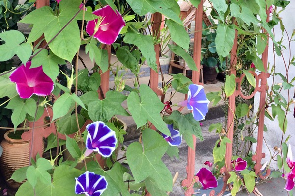 牵牛花什么时候开花,花期有多久 牵牛花什么时候开花(花期有多久)