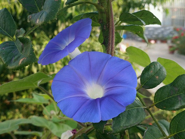 牵牛花 牵牛花