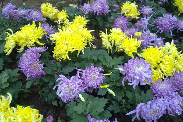1536226003568962.jpg 金盏菊和菊花的区别(如何区分)