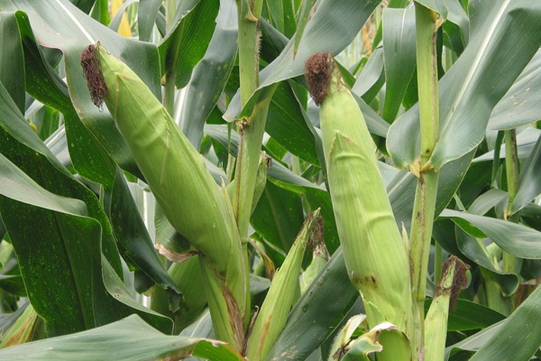 水果玉米种子哪里买 水果玉米种子哪里买