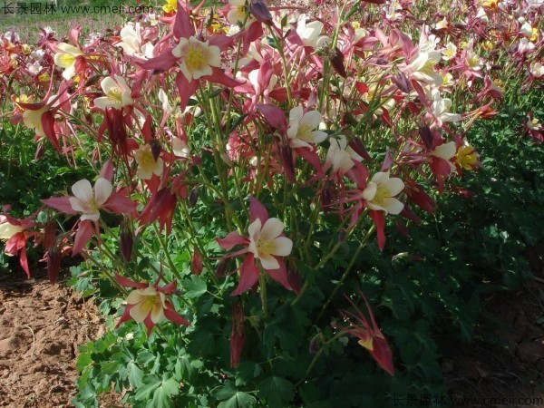耧斗菜 耧斗菜