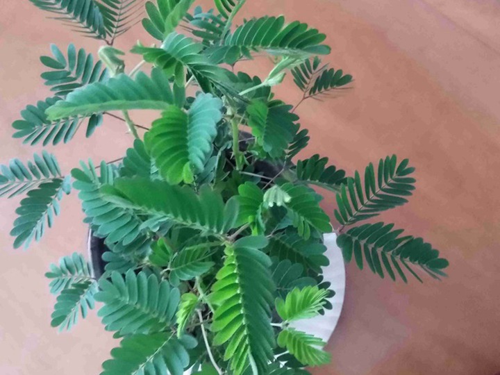 含羞草的花语和寓意 含羞草的六种花语
