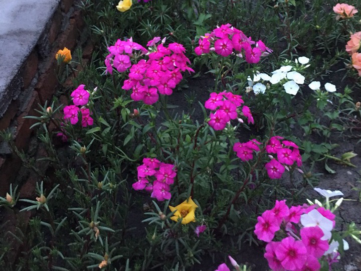 丛生福禄考 丛生福禄考种子怎么种,什么时候开花