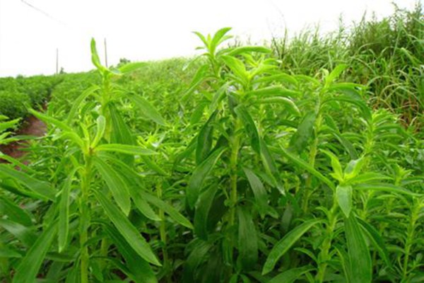 1552314210448661.jpg 甜叶菊的食用方法有哪些