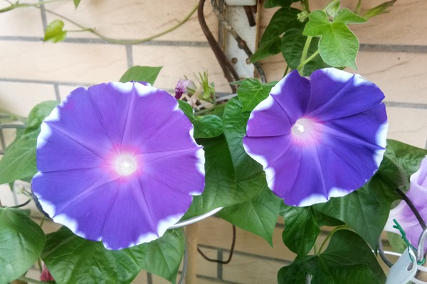牵牛花种子价格是多少 牵牛花种子价格是多少