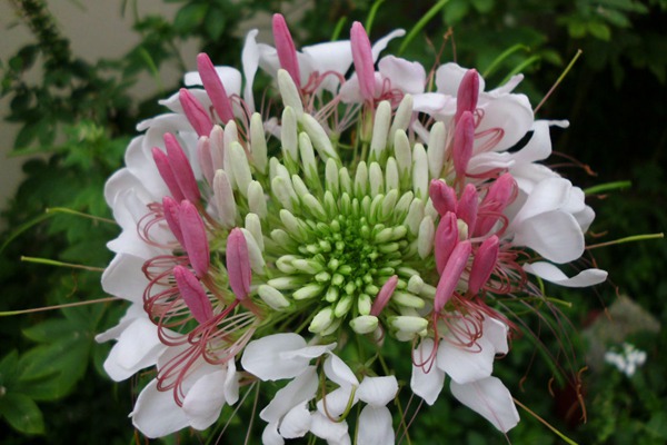 醉蝶花 醉蝶花