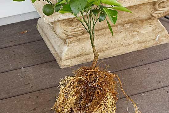 花园里种植水果需要注意些什么? 花园里种植水果需要注意些什么?