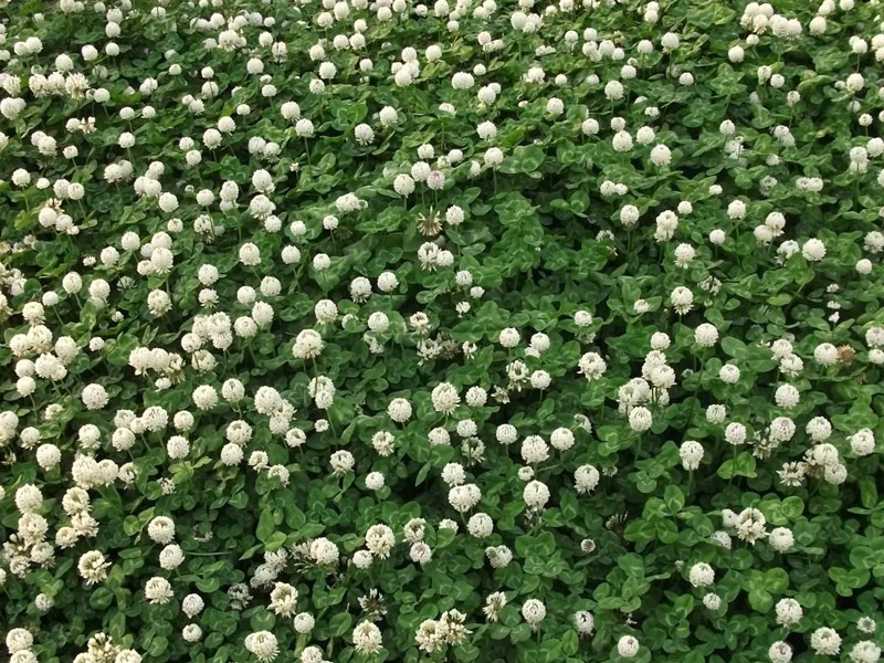 白三叶草和红三叶草的区别 月季花下面可以种什么花