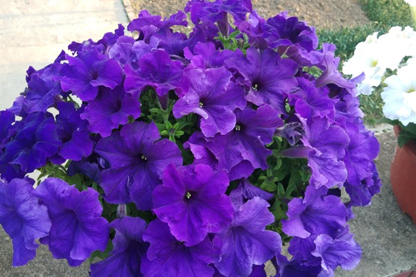 1551672054320402.jpg 矮牵牛花期是什么时候