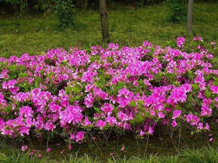 杜鹃花的花语和寓意 杜鹃花的花语和象征寓意