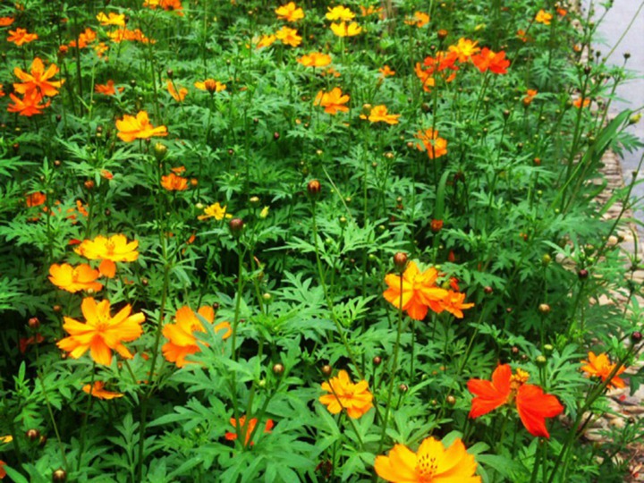 硫华菊的花语和寓意 硫华菊花语和代表的意义