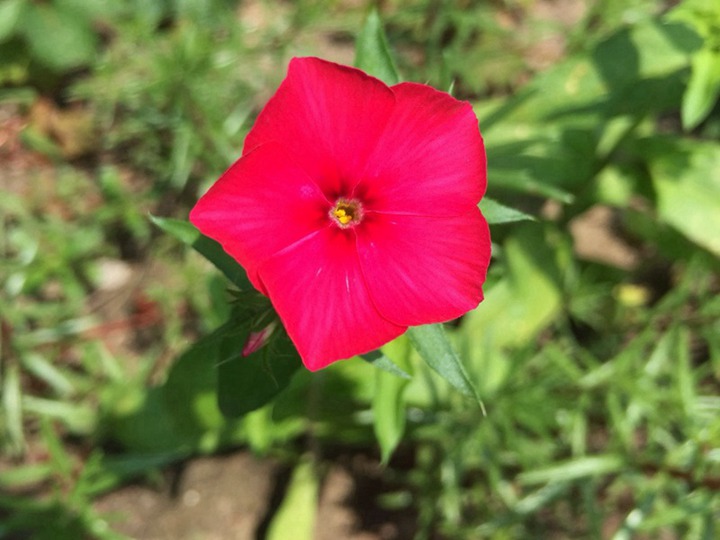 福禄考的花语和寓意 福禄考的花语和象征寓意