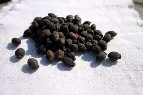 紫茉莉种子的价格是多少 紫茉莉种子的价格