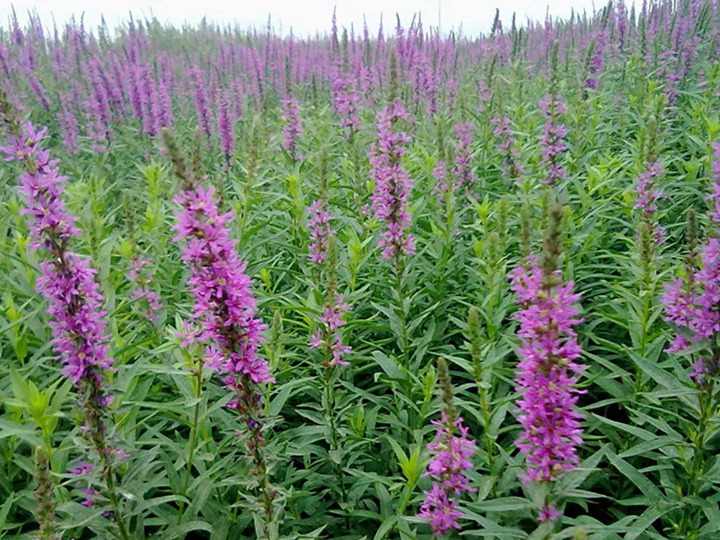 千屈菜一平方种多少棵 千屈菜一平方种多少棵