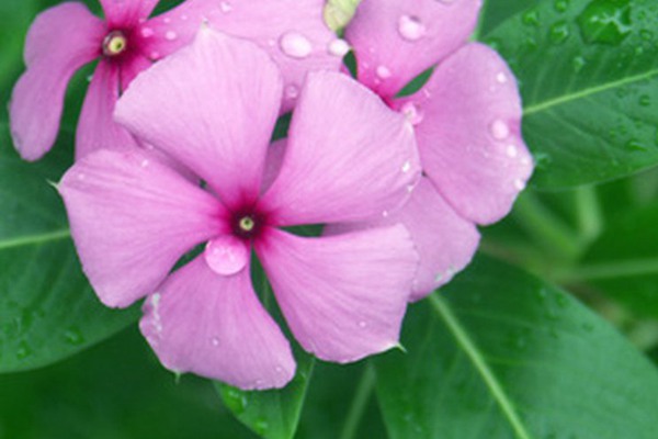 长春花 长春花