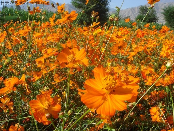 硫华菊种子发芽出苗图片 硫华菊种子发芽出苗图片