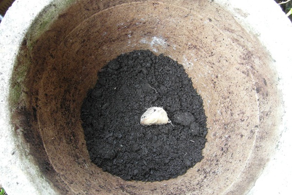 常见球根花卉的种植时间以及种植深度 常见球根花卉的种植时间以及种植深度