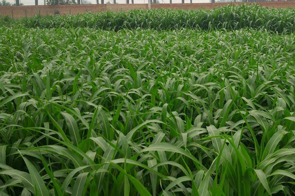 大力士甜高粱牧草产量 大力士甜高粱牧草亩产量