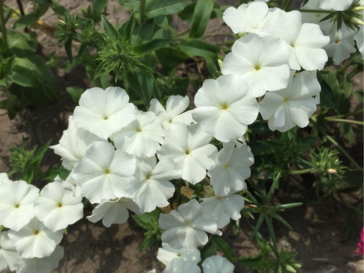 丛生福禄考 丛生福禄考种子怎么种,什么时候开花