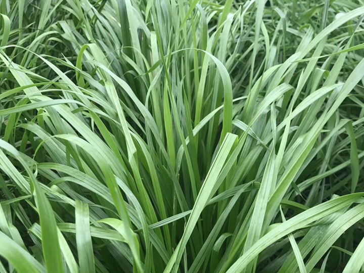 一亩黑麦草能养几只羊? 一亩黑麦草能养几只羊?