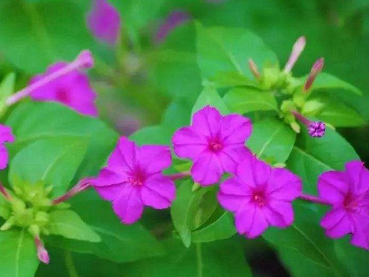 夜来香的花语和寓意 夜来香的花语和象征寓意