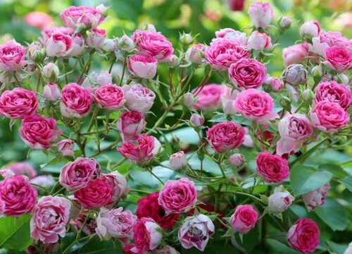 夏季月季长新芽如何追肥 夏季月季长新芽如何追肥