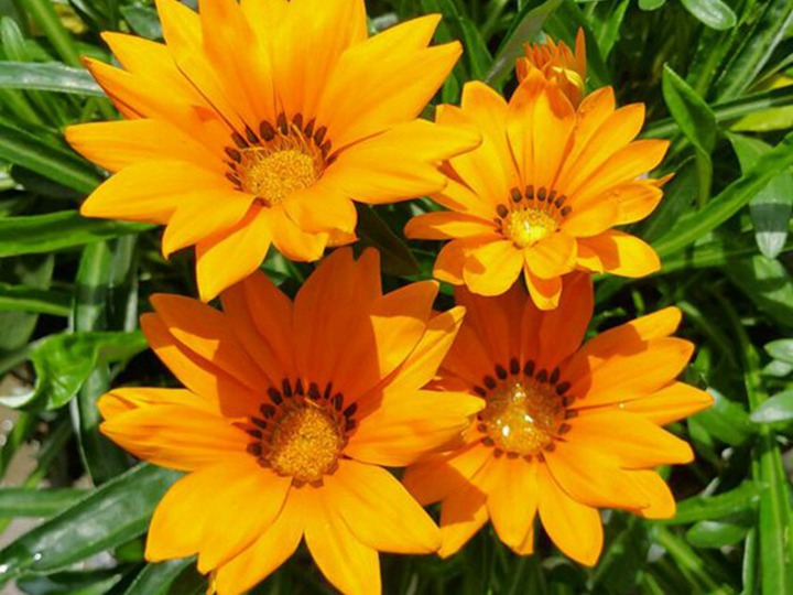 1631695590601499.jpg 勋章菊的花语和象征寓意