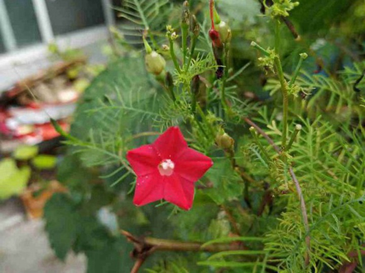 莺萝的花语和寓意 莺萝的花语和象征寓意