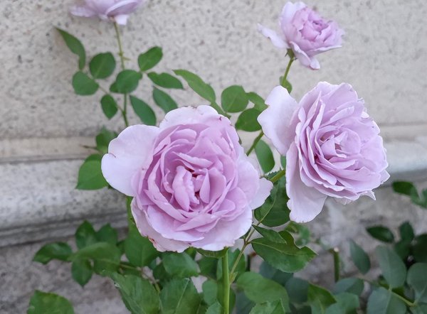 空蒙和蓝色风暴月季花对比 空蒙和蓝色风暴月季花对比
