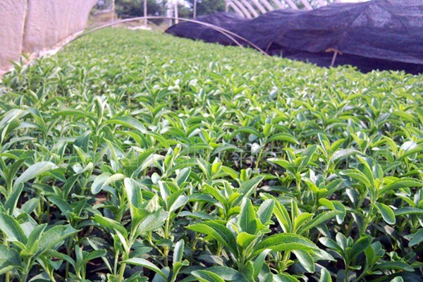 1552314196981970.jpg 甜叶菊的食用方法有哪些