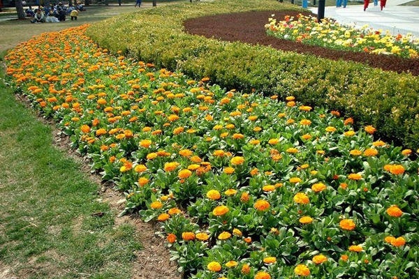 金盏菊 金盏菊