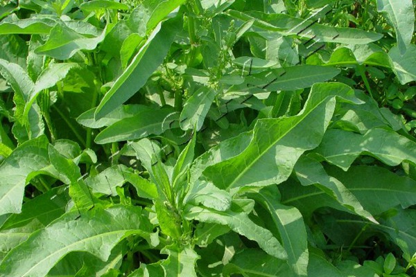 鲁梅克斯草每亩产量是多少 鲁梅克斯草每亩产量有多少