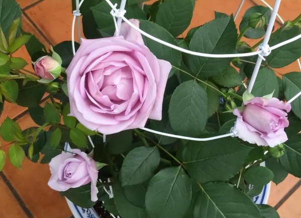 空蒙和蓝色风暴月季花对比 空蒙和蓝色风暴月季花对比