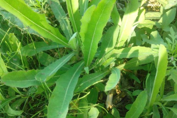 苦荬菜和苣荬菜如何区分 苦荬菜和苣荬菜如何区分