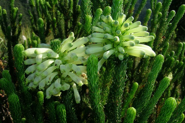 1541478731874123.jpg Erica Sessiliflora