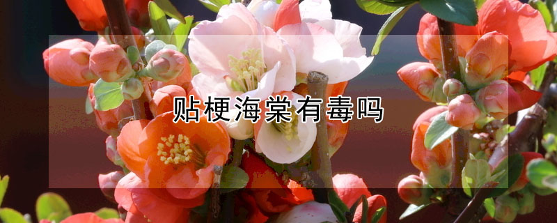 贴梗海棠有刺吗,有没有毒? 贴梗海棠的刺有没有毒?