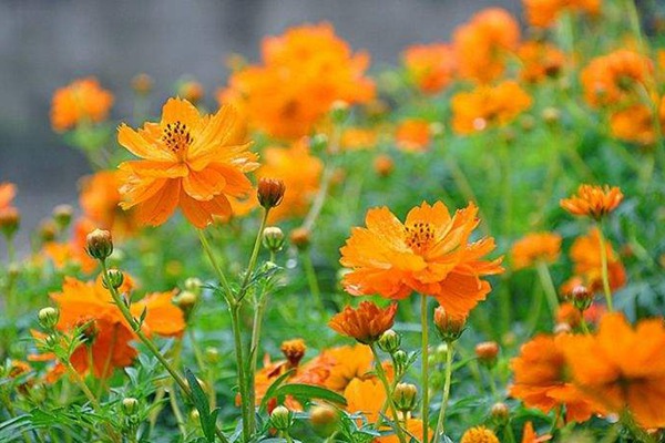 硫华菊 硫华菊