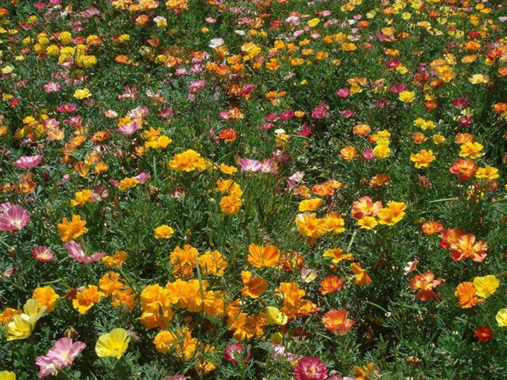 花菱草花语和寓意 花菱草的花语和象征寓意