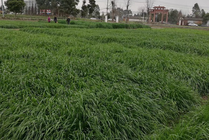 冬牧70黑麦草什么时候播种 冬牧70黑麦草什么时候播种