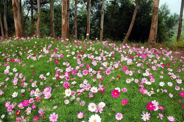 波斯菊和格桑花有什么区别? 波斯菊和格桑花有什么区别(多图)