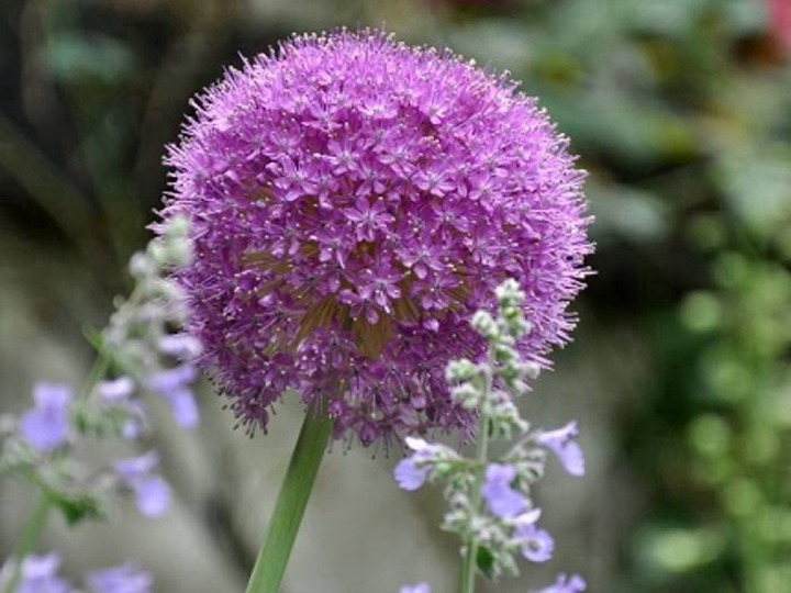 花葱的花语和寓意 花葱的花语和象征寓意