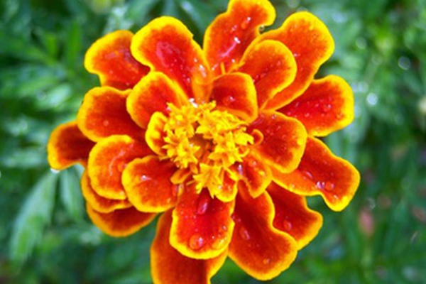 万寿菊 万寿菊