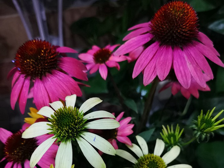 松果菊的花语和寓意 松果菊的花语和寓意