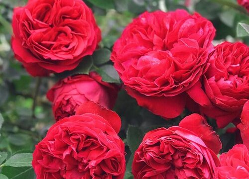 月季花什么季节重剪 月季花什么季节重剪