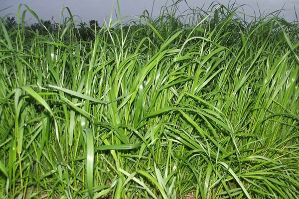 冬牧70黑麦草种子价格 2022年11月冬牧70黑麦草种子价格