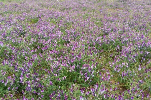 光叶紫花苕可以食用吗? 光叶紫花苕可以食用吗?