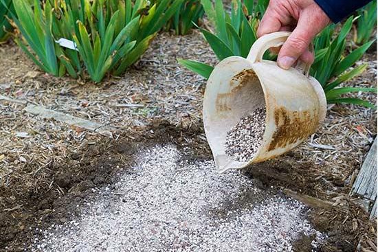 花园里种植水果需要注意些什么? 花园里种植水果需要注意些什么?