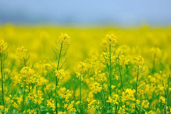 油菜种子多少钱一斤 油菜花种子多少钱一斤