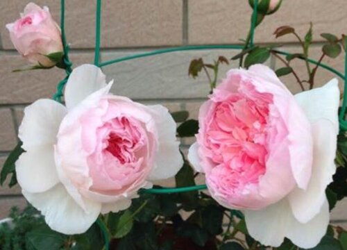 月季花盆里长虫子怎么办? 月季花盆里长虫子怎么办?