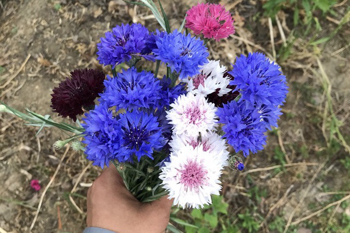矢车菊的播种时间和养护方法 矢车菊的播种时间和养护方法
